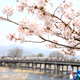 【コラム】桜の名所、京都嵐山で働こう！
