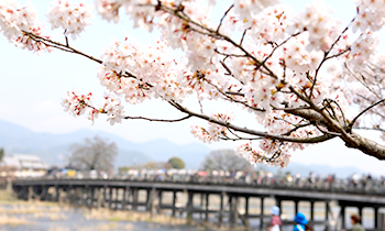 【コラム】桜の名所、京都嵐山で働こう！